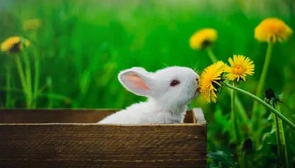 爱游戏-英雄联盟高校联赛火热报名中，校园战火燃起，英雄联盟高校联赛2021报名