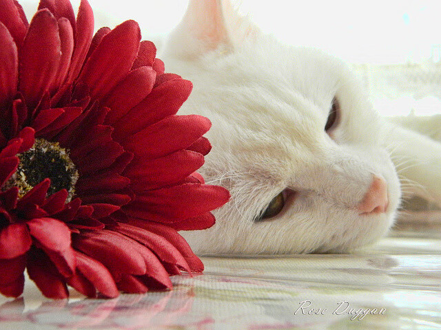 意甲华丽技术:个人突破引领潮流,意甲顶级球队