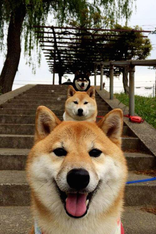 特斯·冯·迪克:用灵动的脚步和精准的分球,为南非队打破僵局,冯斯特拉克 双子