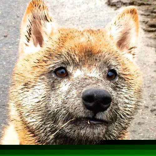 爱游戏体育app-维尔·冯·威克：凭借强劲的冲击力和高效配合，持续为南非队带来攻势